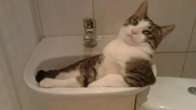 6 Aksi Kucing Berlagak Seperti Manusia, Gemas Banget