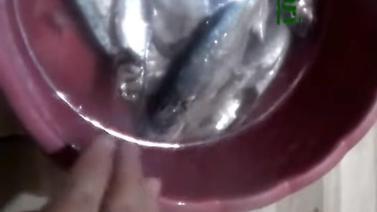 Masukkan Ikan ke alam Air