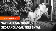 Seekor sapi kurban mengamuk hingga menyebabkan jagal sapi terpental di Madrasah Aliyah Negeri Kota Surabaya, Jawa Timur. Belasan orang guru dan siswa turut membantu menjinakkan sapi sebelum akhirnya disembelih.