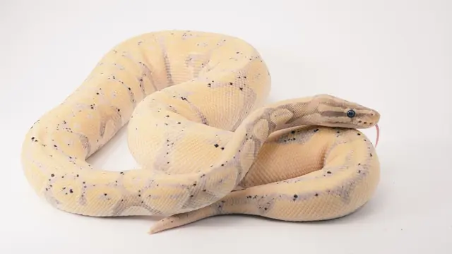 Arti Mimpi Ular yang Bermakna Baik