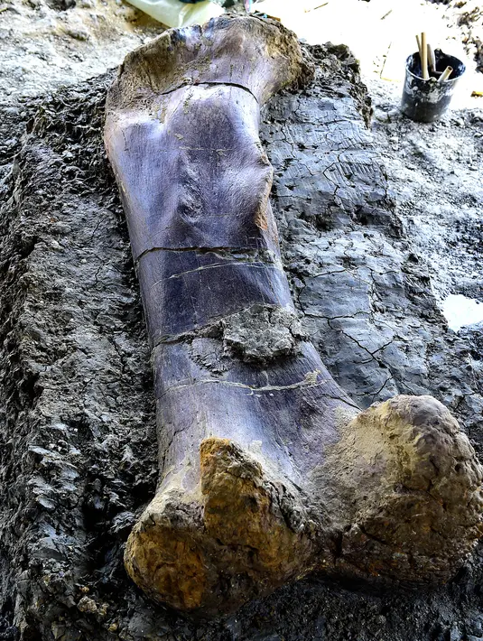 Tulang paha dinosaurus raksasa Sauropoda yang ditemukan awal minggu lalu di sebuah situs penggalian di barat daya Prancis, 24 Juli 2019. Tulang paha dengan dengan panjang dua meter dan berat 500 kg ini dianggap milik dinosaurus herbivora terbesar dari periode Jurassic Sauropod. (GEORGES GOBET/AFP)