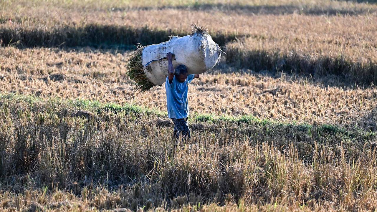Kekeringan Rusak Ribuan Hektare Sawah di Aceh Besar