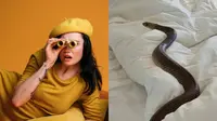 Penampakan Ular Berbisa Berbaring di Kasur Wanita Ini Bikin Merinding (Sumber: Ilustrasi Pexels, Zachery's Snake and Reptile Relocation/Facebook