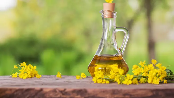 Ilustrasi minyak canola kanola