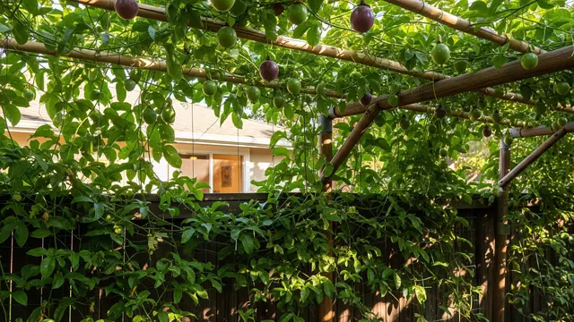 Inspirasi Kebun Markisa Gantung untuk Pagar Rumah/Gemini AI