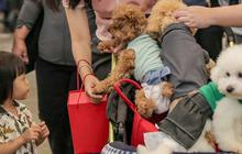 FOTO: Keseruan Pengunjung dengan Binatang Kesayangan saat Pet Fest 2025