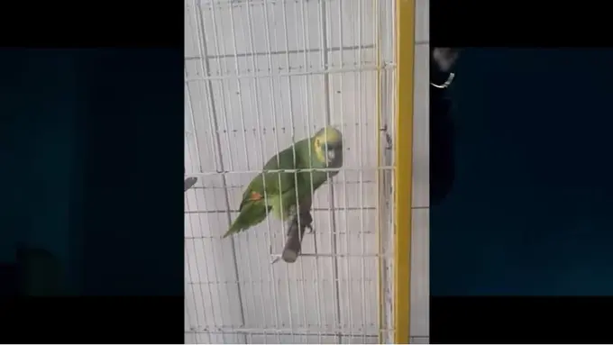 [Bintang] Ketimbang Rihanna, Burung Beo Ini Lebih Merdu Nyanyi The Monster!