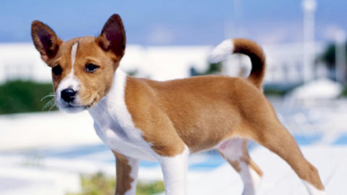 Anjing basenji on sale