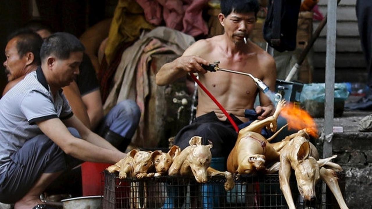 Sadis, ribuan anjing & kucing dibantai untuk dikonsumsi di China