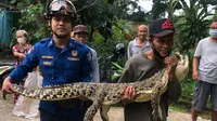 Seekor buaya ditemukan warga Perumahan Cengkeh, Kecamatan Sukmajaya, Depok, Minggu (4/4/2021). (Liputan6.com/DickyAgungPrihanto)