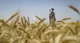 Puluhan sukarelawan, beberapa di antaranya adalah perempuan, membantu wilayah semi-otonom yang dipimpin oleh Kurdi untuk melindungi ladang gandum yang luas dari kebakaran dan pembakaran. (Delil SOULEIMAN / AFP)