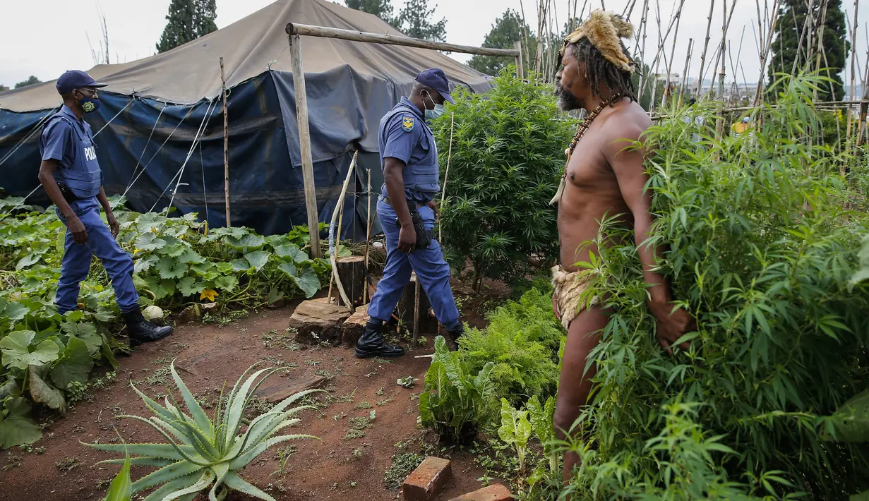 Raja Khoisan Afrika Selatan melindungi tanaman ganja agar tidak disita saat penggerebekan kampnya di Union Buildings, Pretoria pada 12 Januari 2022. Pada tahun 2018, kelompok itu mendirikan kemah di ruang hijau di luar kantor presiden, mencari pengakuan resmi atas bahasa mereka. (Phill Magakoe/AFP)