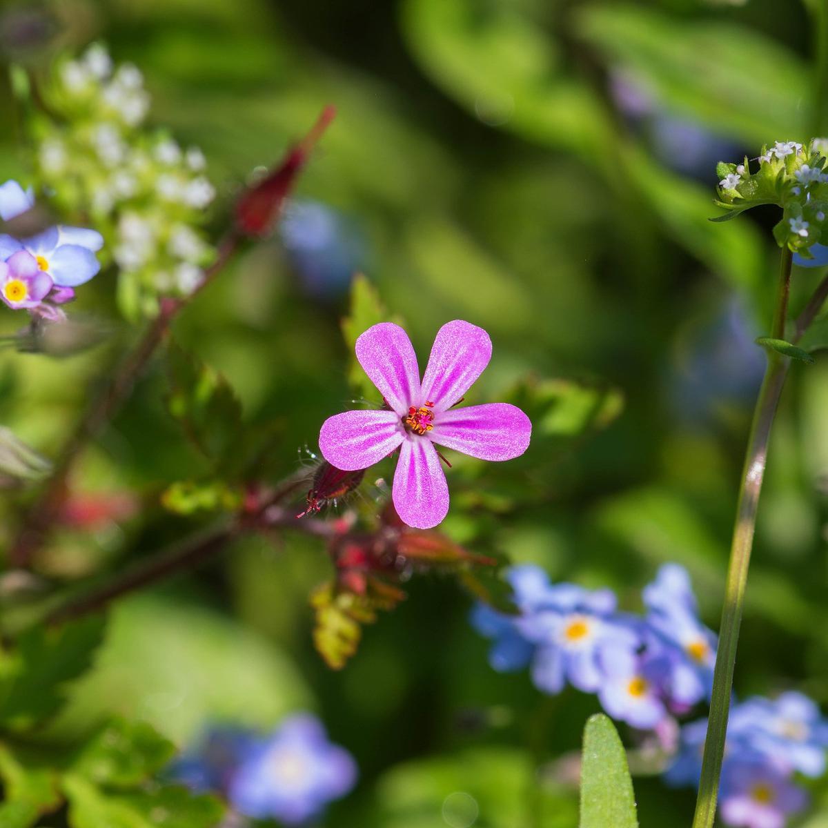 Soapwort
