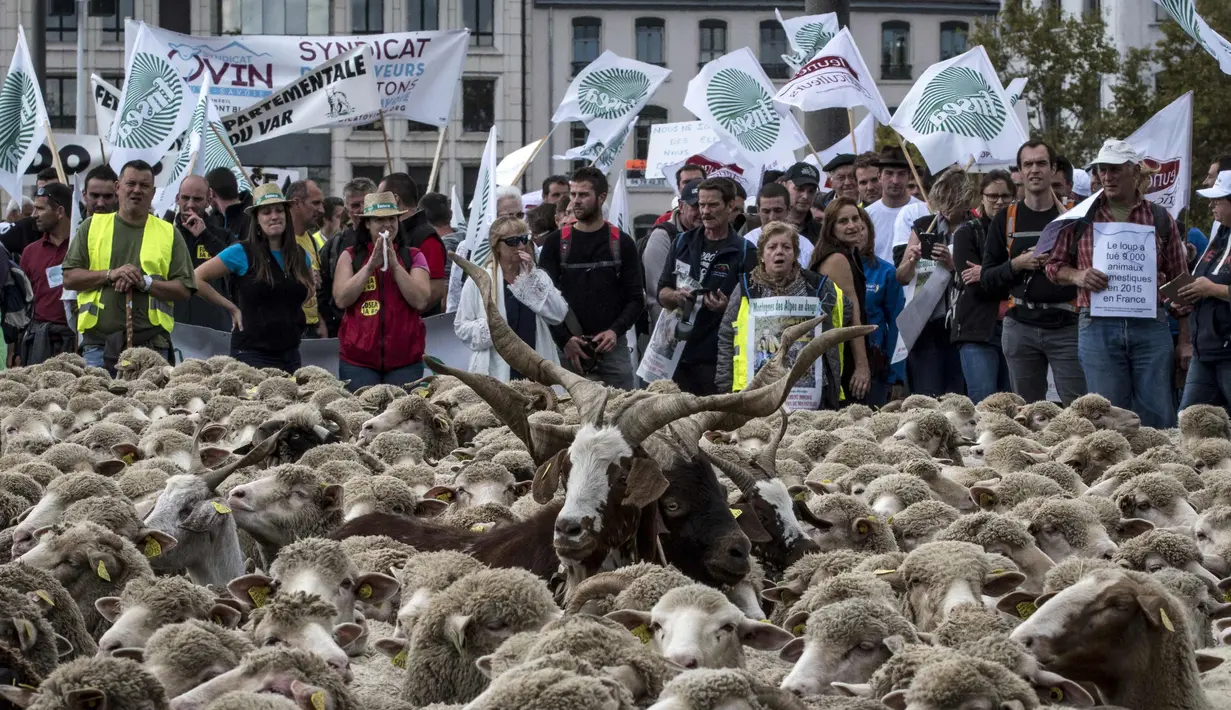 Peternak bersama ratusan domba saat unjuk rasa menentang kebijakan 'Plan Loup' di Kota Lyon, Prancis, (9/10). Peternak mengatakan tidak sedikit domba yang mati akibat diterkam serigala. (AFP Photo/Jean-Philippe Ksiazek)