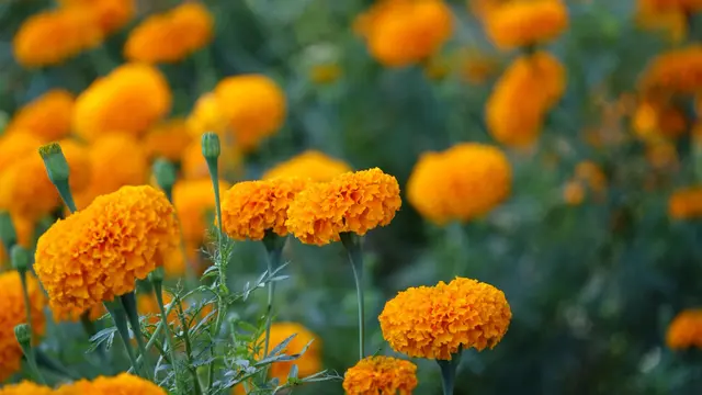 Arti Mitos Bunga Marigold yang Jarang Diketahui - Ragam Bola.com