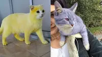 Potret kucing dengan warna bulu nyeleneh (sumber: 1cak.com)