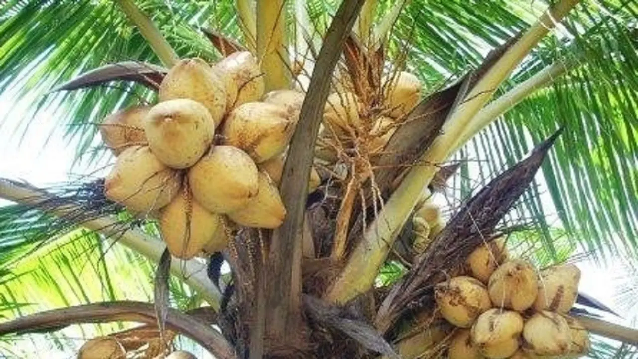 Genjah Kuning Bali (dok. Direktorat Jenderal Perkebunan Kementerian Pertanian)