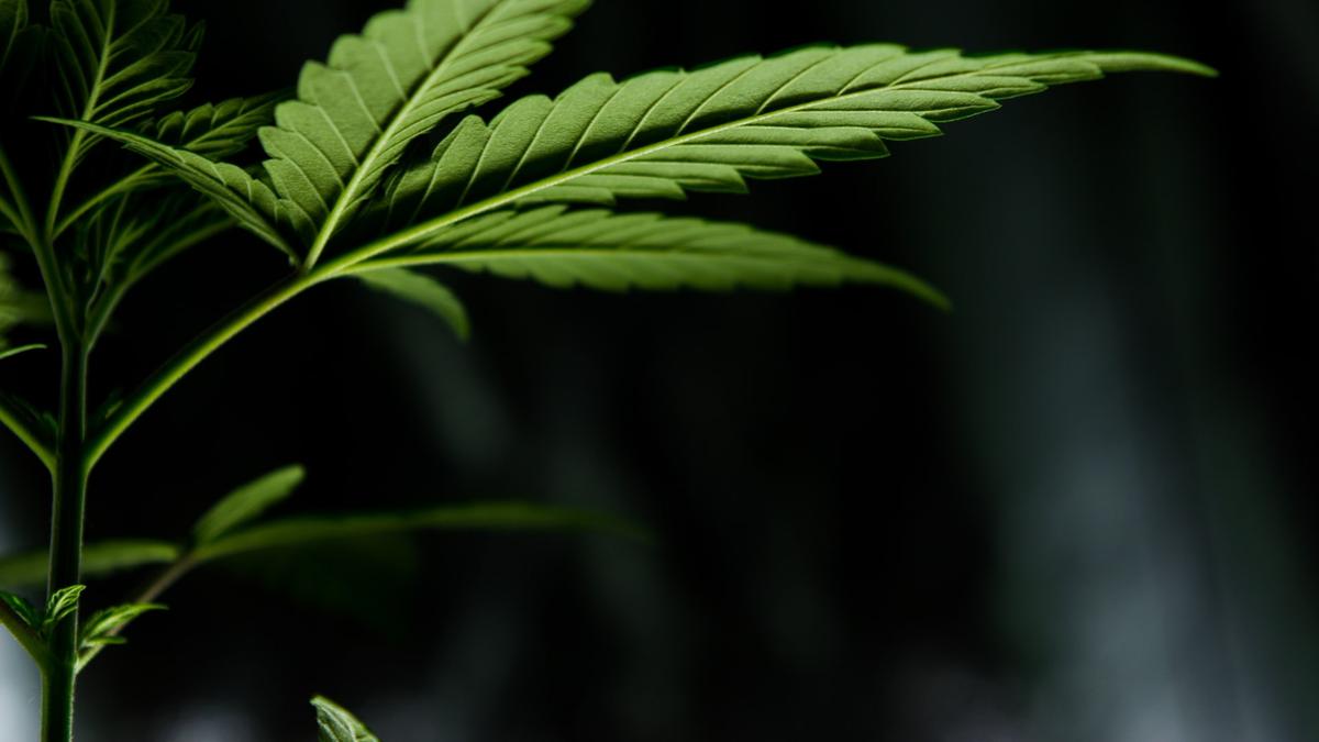 90% Toko Ganja Berlisensi di Thailand Terancam Tutup Akibat Aturan Legalisasi Baru