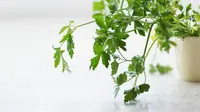 ilustrasi cilantro/copyright unsplash/pintando la luz