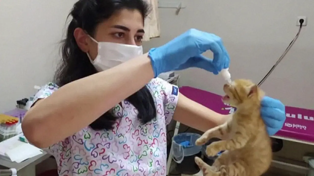 Viral Seekor Kucing Bawa Sendiri Anaknya ke Rumah Sakit untuk Dapat Perawatan