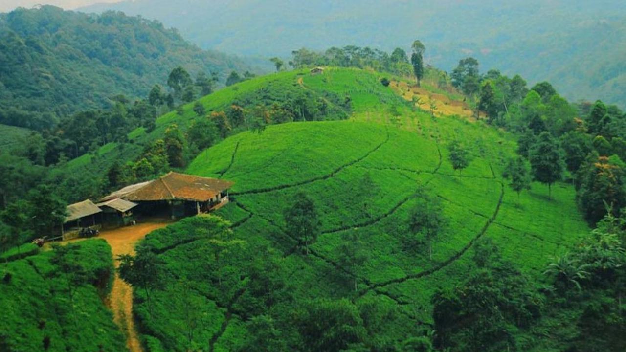 <b>Perkebunan Teh Cipasung</b><br>