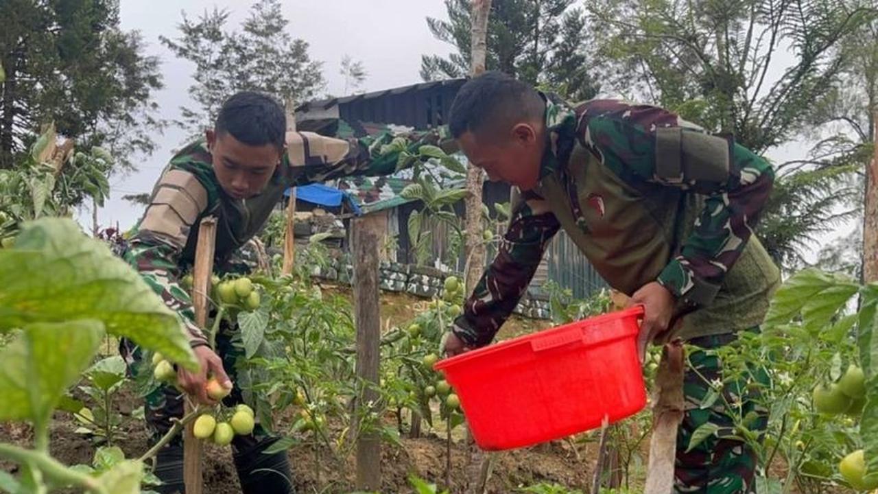 Tahukah Anda? Satgas Yonif 521/DY Dorong Ketahanan Pangan Jayawijaya dengan Manfaatkan Lahan Kosong