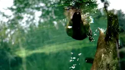 Beberapa ekor berang-berang cakar kecil Asia terlihat menyelam di bawah air di Kebun Binatang Shanghai di Shanghai, China timur, pada 10 Juni 2020. Berang-berang yang paling kecil ukurannya di dunia tersebut statusnya menurut IUCN adalah Vulnerable atau rentan terancam punah. (Xinhua/Zhang Jiansong)