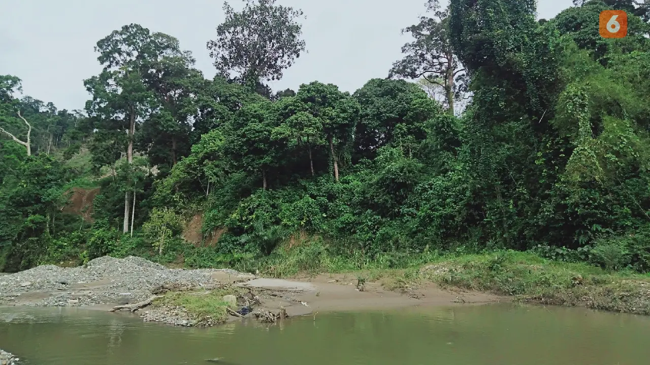 Bekas Tambang Emas di Hutan Adat Guguk