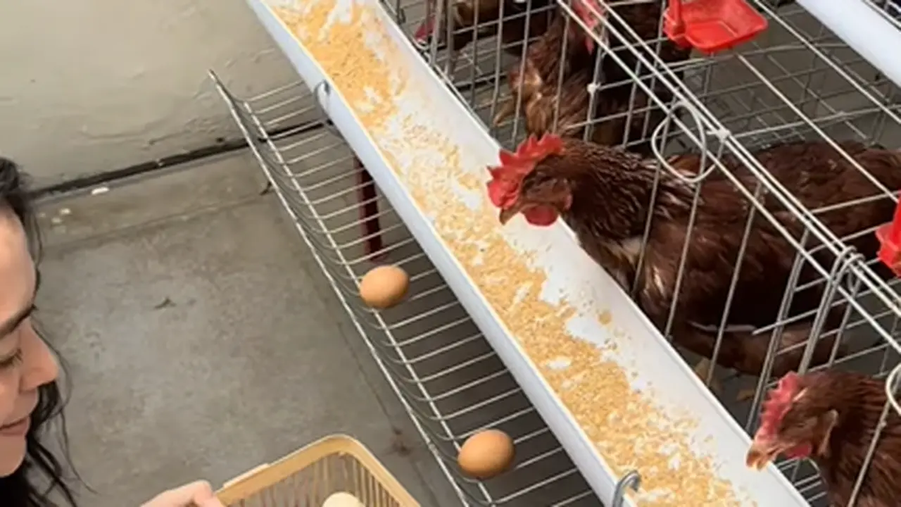 Cara Mencampur Pakan Ayam Petelur