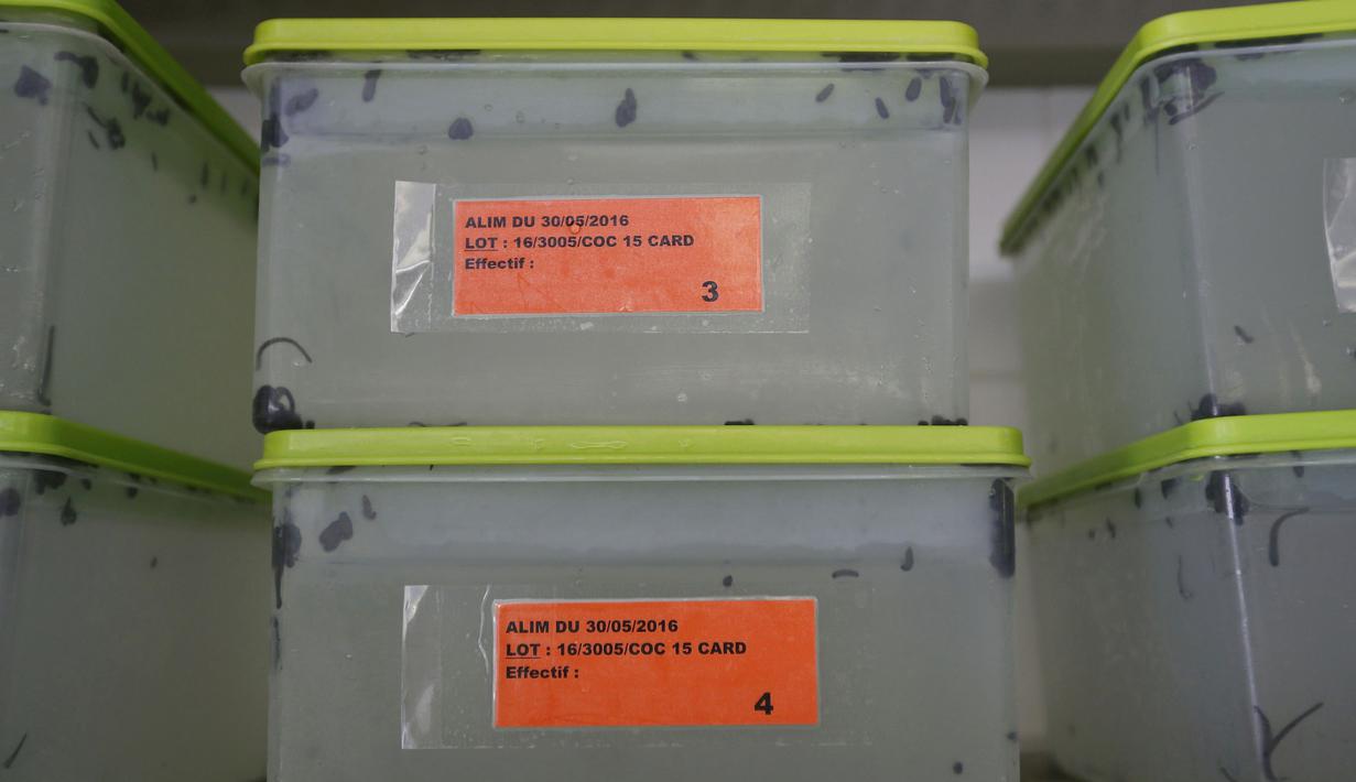 Kotak berisi lintah jenis Hirudo Medicinalis yang digunakan untuk terapi, Prancis, (23/11). Lintah ini mampu mengeluarkan air liur yang mengandung lebih dari 60 jenis protein saat mengisap darah. (REUTERS / Regis Duvignau)