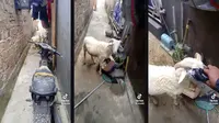 Sedang Mengantar Paket, Kurir ini Hampir Diseruduk Domba