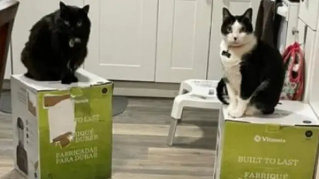 Viral, Aksi Kocak 3 Ekor Kucing Rebutan Kardus Blender Pemiliknya