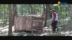 BKSDA akan menempuh cara lain jika dalam sepekan ini monyet pengganggu tersebut belum bisa ditangkap. 