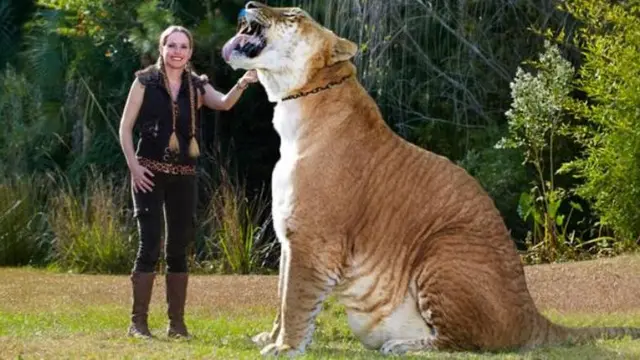 Ligers 