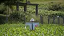 Warga meletakkan orang-orangan sawah di tengah kebun selama kontes orang-orangan sawah di desa A Lama, barat laut Spanyol, 9 Juni 2017. Dalam acara tahunan itu, kreasi para penduduk dipajangkan di tempat-tempat strategis. (MIGUEL RIOPA/AFP)