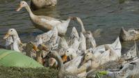 Bebek berenang di kolam di peternakan desa Snoa di luar Phnom Penh, Kamboja, Kamis (23/2/2023). Virus H5N1 atau flu burung biasanya menular ke manusia lewat kontak langsung. Sejak akhir 2021 Eropa dihantam penyebaran flu burung terburuk. Hal ini juga terjadi Benua Amerika. (AP Photo/Heng Sinith)