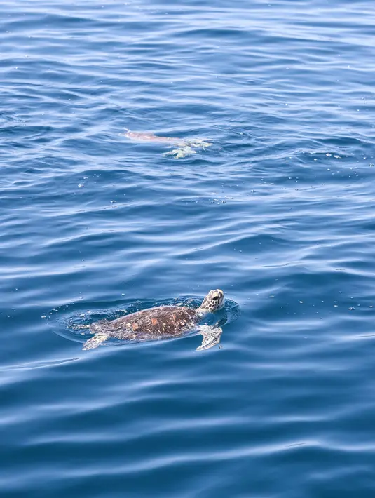 Penyu yang dilepaskan tampak berenang di laut di Wilayah Lingshui, Provinsi Hainan, China selatan, pada 9 Agustus 2020. Para peneliti memasang alat pelacak pada 10 ekor penyu untuk mempelajari kebiasaan dan habitat mereka. (Xinhua/Zhang Liyun)