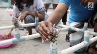 Bibit terumbu karang yang sudah ditransplantasi dibawa ke pantai untuk ditanam di kawasan Pulau Pramuka,Jakarta,Sabtu (26/8) Dalam rangka peringati Hari Maritim Nasional dengan mengajak sejumlah komunitas peduli lingkungan (Liputan6.com/ Helmi afandi)