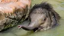 Bayi gajah Ben Long mendinginkan diri saat suhu mencapai 35derajat Celcius di kolam air kebun binatang di Leipzig, Jerman, Rabu (24/7/2019). Suhu tinggi ini terjadi di tengah ancaman gelombang panas kedua yang diprediksi melanda Eropa Barat. (Photo by Jens Kalaene / dpa / AFP)