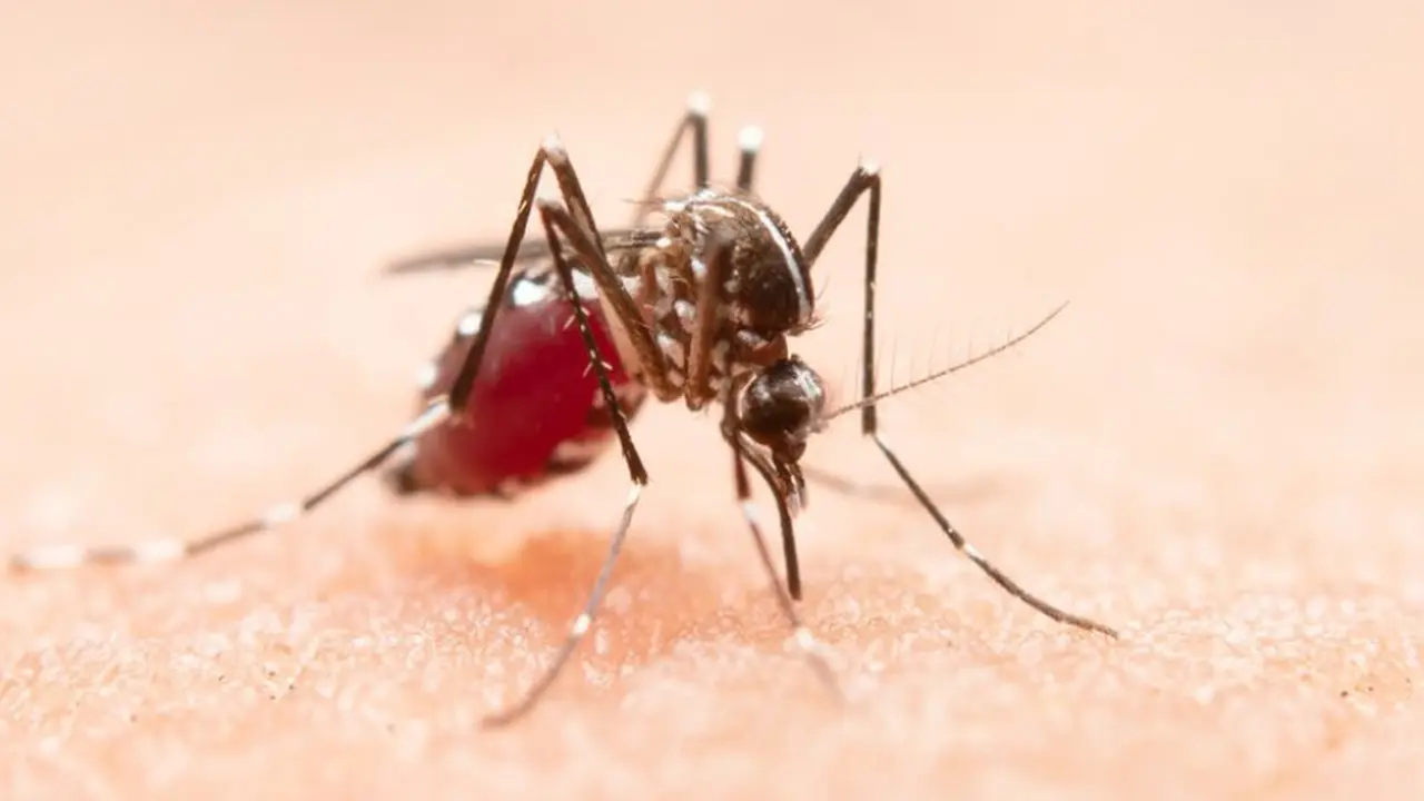 Epidemiolog Khawatir Tren Kenaikan DBD 2024 Didominasi Dengue Virus Serotype 2