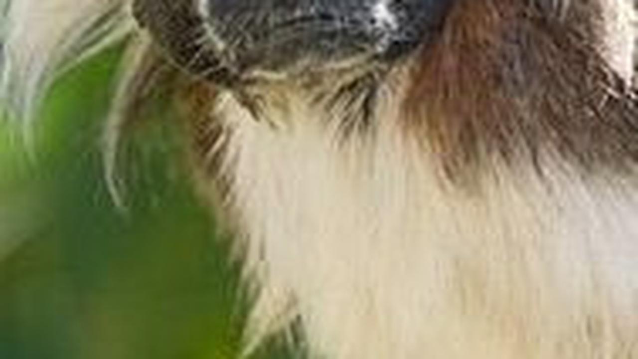 6. Tamarin Berkepala Kapas<br>