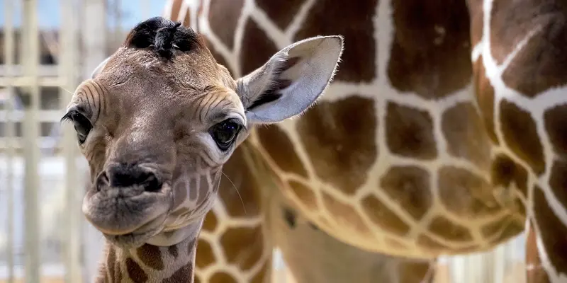Kebun Binatang Prancis Sambut Kelahiran Bayi Jerapah