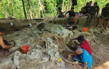 Fosil Utuh Gajah Purba Stegodon Ditemukan di Nganjuk, Diperkirakan Berusia 800 Ribu Tahun.