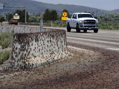 Jangkrik Mormon melewati penghalang Jersey selama migrasi di Spring Creek, Nevada, Sabtu 17 Juni 202. (AP Photo/Rick Bowmer)