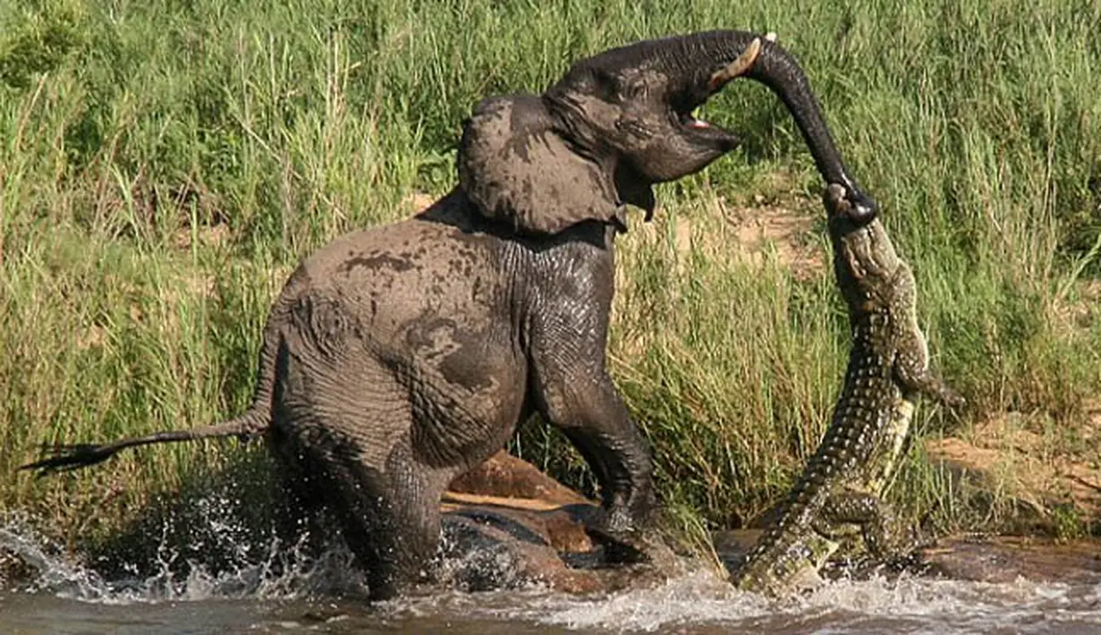 Seekor gajah yang tengah asyik minum air di sungai tiba-tiba diserang buaya di Afrika Selatan, Kamis (5/2/2015). (Dailymail)
