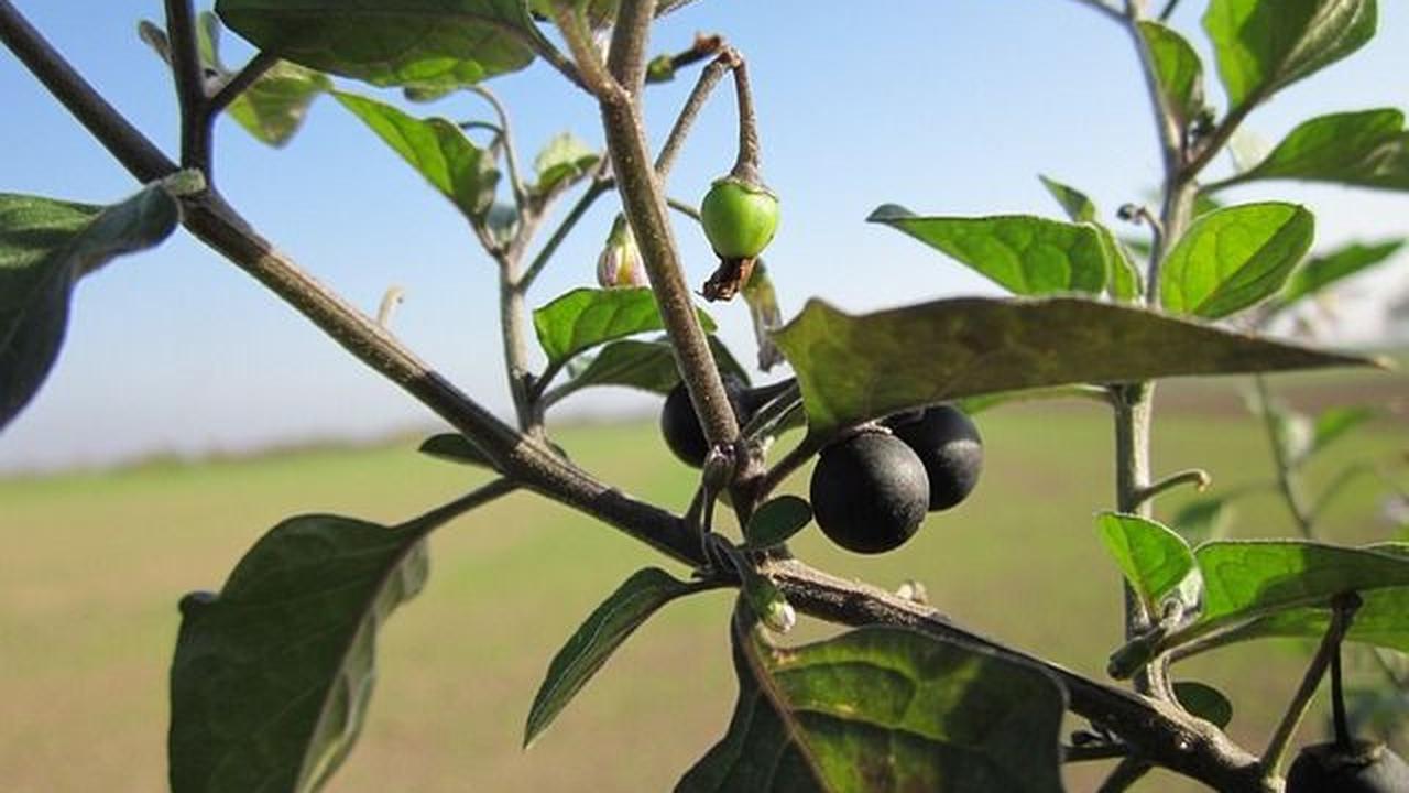 Daftar Nutrisi Leunca