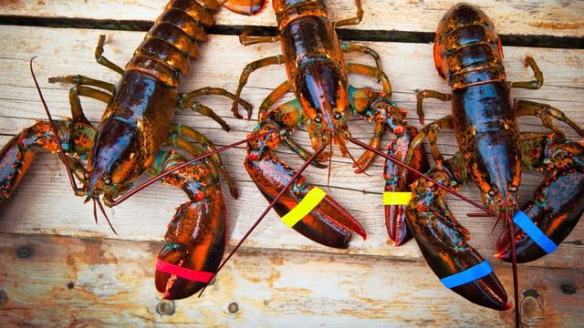 Lobster Maine