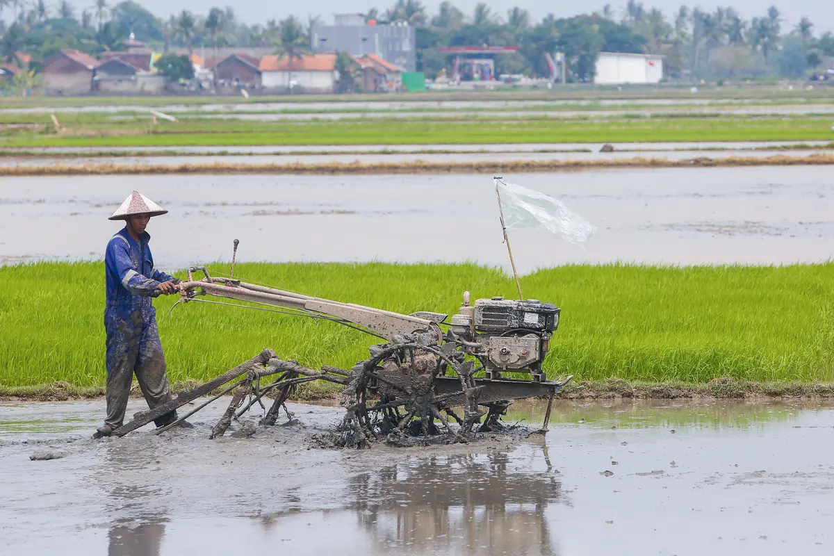 Memanfaatkan Lahan Pertanian dengan Berinovasi di Masa Pandemi