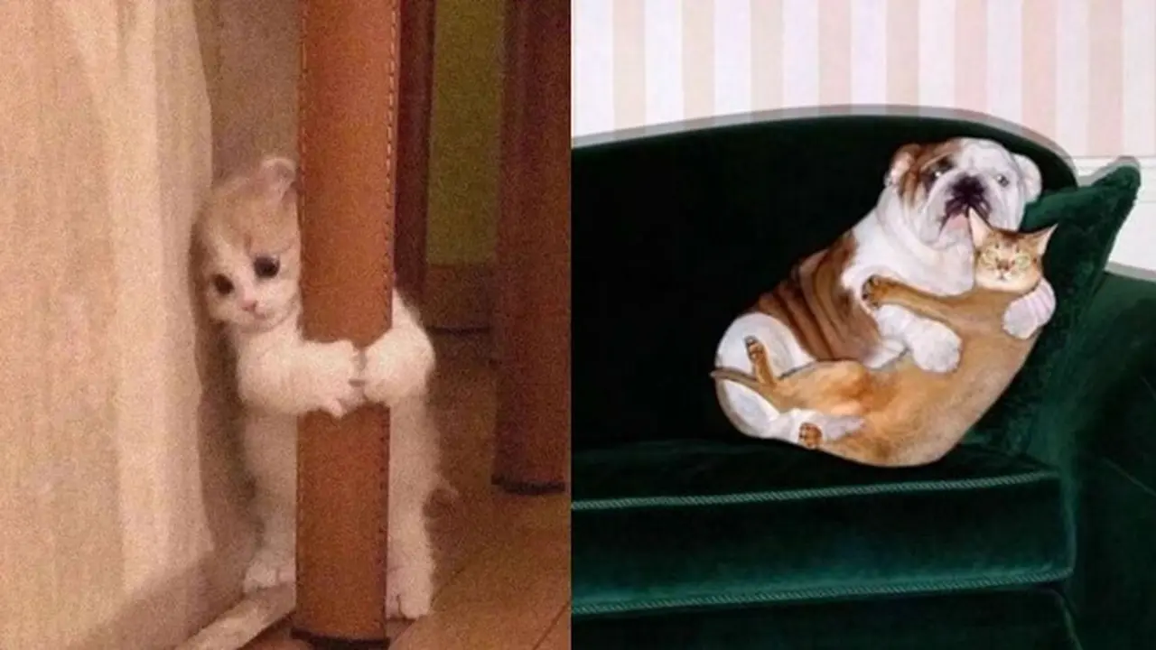 7 Potret Gemas Kucing Ketakutan Ini Lucu Banget, Sampai Dipeluk Anjing