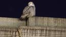 Seekor burung hantu salju yang langka mencari mangsanya di atas Union Station di Washington, Selasa (11/1/2022). Burung hantu salju tersebut memikat para pengamat burung yang ingin melihat sekilas hewan itu. (AP Photo/Carolyn Kaster)